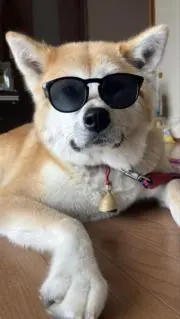 マユの画像