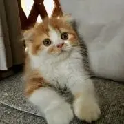 ららんの画像