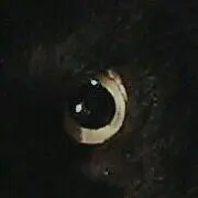 ぴ