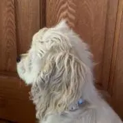 はしぷるの画像