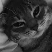 Baby