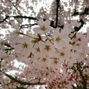 かわ934の画像