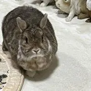Image of カツどん
