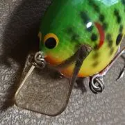 こうたんぱぱの画像