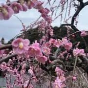 はな