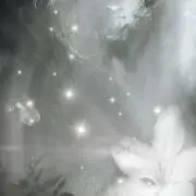 ynの画像