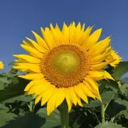 ヒマワリ