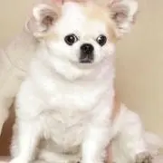プロフ必読の画像