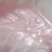 あんこっぴ※プロフ必読の画像