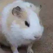 enaの画像