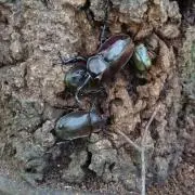 カブクワくんの画像