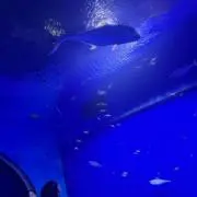岸
