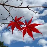 さちこの画像