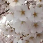 りんご