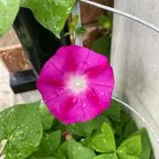 あさがお♡⭐︎♪の画像