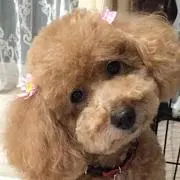 わんこそば