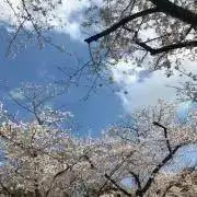 Tulipの画像