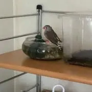 Kikiの画像