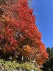 ひまわりの画像