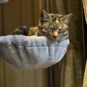 りばめい