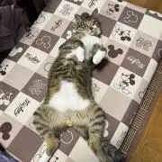 ねこ日和ฅ^•ω•^ฅ