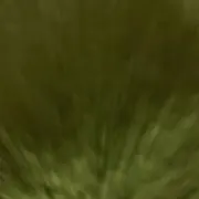 田中の画像