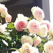 まりも(購入前コメント必須)
