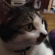 きよ