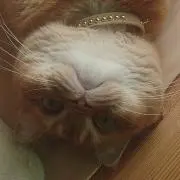 トシ