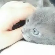 ゆきはら@