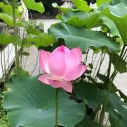 Kiriaの画像