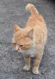 すずき