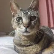 shuri