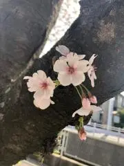ひいろの画像