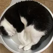 にるす
