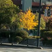 桜の画像