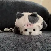 Sukiの画像