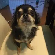 yu-yu-yuya