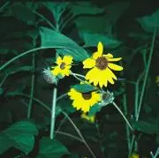 リタの画像