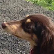 シクラメン