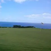 ごん太の画像