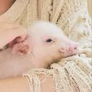 ちゅんの画像