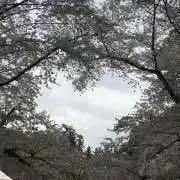 sihomimatの画像