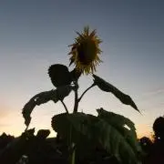 夕凪の画像