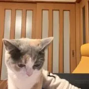 Satontonの画像