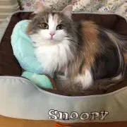 猫の森の画像
