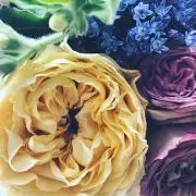 Dhe36の画像