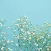 さくらの画像