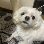 よっしーの画像