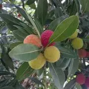 薫風の画像